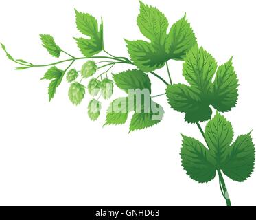 Hop ramo con le foglie e i fiori illustrazione vettoriale Illustrazione Vettoriale