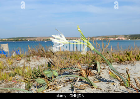Fiore di Pancratium maritimum, o mare Daffodill, Putzu Idu nella penisola del Sinis - Sardegna, Italia Foto Stock
