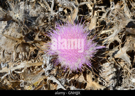 Mediterraneo " il latte Thistle' Silybum marianum, cardo, Compositae, Sinis, Sardegna, Italia Foto Stock