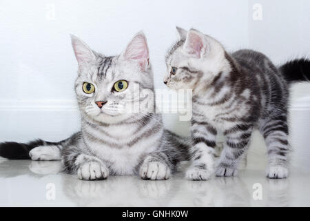 American shorthair cat famiglia. La mamma gatto con gattino Foto Stock