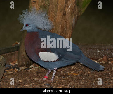 Southern incoronato piccione (goura scheepmakeri) Foto Stock