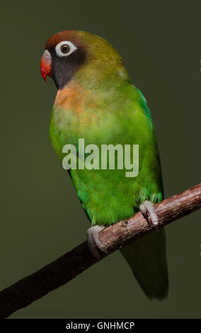 Nero Cheeked Lovebird (agapornis nigrigenis) Foto Stock