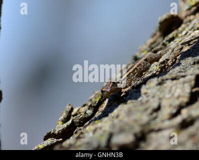 Baby ruvida comune scala lizard (Ichnotropis squamulosa) è un maestro di camuffamento. Southern African lizard in una struttura ad albero. Foto Stock