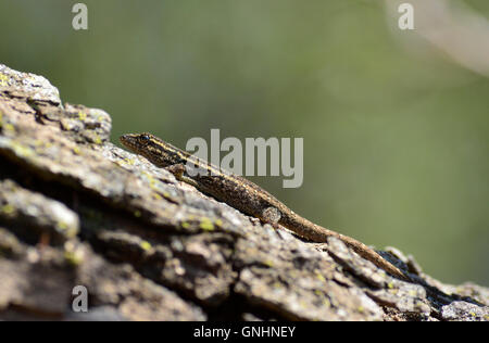 Baby ruvida comune scala lizard (Ichnotropis squamulosa) è un maestro di camuffamento. Southern African lizard in una struttura ad albero. Foto Stock