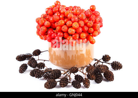 Mazzetto di autunno rosso rowan nel piatto di vetro e cono di ontano nero su sfondo bianco Foto Stock