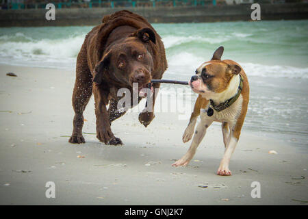 Due cani in esecuzione sulla spiaggia con un bastone Foto Stock