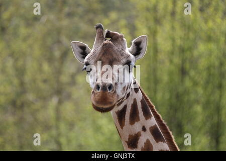 Una foto della testa di una giovane donna giraffa (Giraffa camelopardalis) visto di lato, con uno sfondo sfocato. Foto Stock