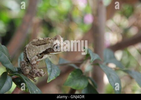 Stock Photo - Grande venato raganella (latte comune rana), Trachycephalus venulosus, appollaiato su un ramo in Manuel Antonio in Costa Rica Foto Stock