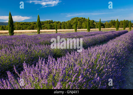 Righe di lavanda, Provenza, Francia Foto Stock