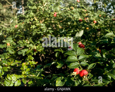 Un mazzetto di rosa canina closeup, messa a fuoco selettiva colpo all'aperto Foto Stock