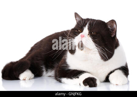 Divertente gatto grande dritto scozzese giacente su sfondo wite Foto Stock