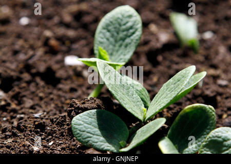 Piantine di zucca emergente dal terreno Foto Stock