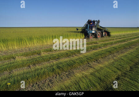 GERMANIA, Pellworm, raccolta del lino con macchina per la raccolta, i semi sono utilizzati per l'olio di lino e la fibra naturale è utilizzata per i tessili di lino, come materiale isolante e altri Foto Stock