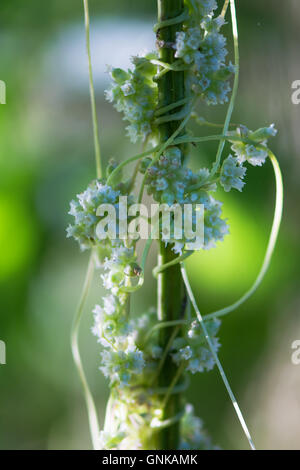 Maggiore tremava (Cuscuta europaea) sul gambo di ortica. Pianta parassita nella famiglia Convolulaceae, in crescita di circa ortica Foto Stock