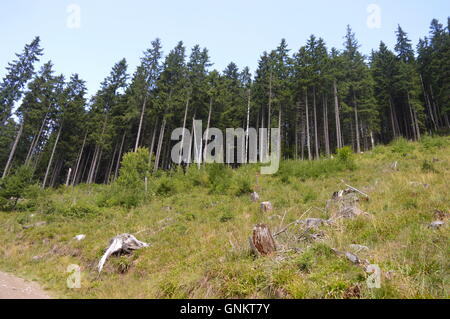 Linea di albero in corrispondenza del bordo di una foresta Foto Stock