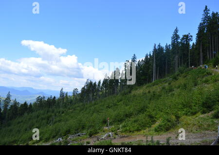 Linea di albero in corrispondenza di un bordo di una radura Foto Stock