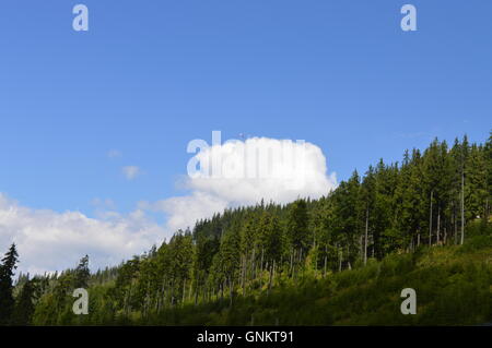 Una linea di albero , il bordo di una foresta Foto Stock