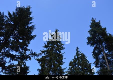 Il cielo blu chiaro dietro tree tops Foto Stock