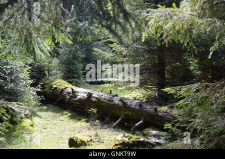 Albero caduto in una foresta di pini Foto Stock