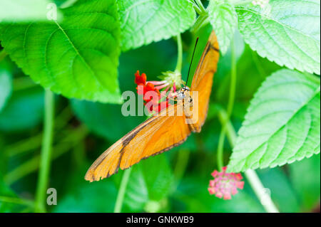Orange Julia Heliconian o Dryas iulia butterfly, una specie di brush-footed butterfly, appollaiato su un fiore Foto Stock
