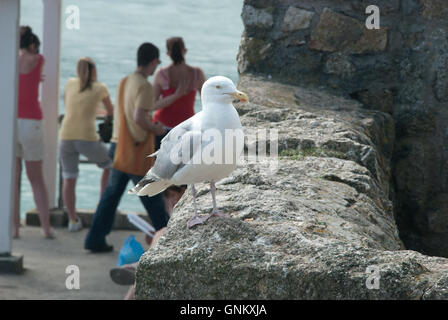 Seagull in St Ives, Cornwall. Foto Stock