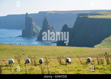 Pile di mare a testa Duncansby, vicino a John O' Semole, Caithness, Highland, Scotland, Regno Unito Foto Stock