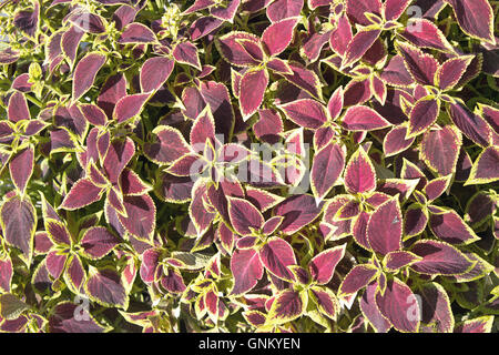 Floral di Coleus (verniciato di ortica) impianto come sfondo Foto Stock