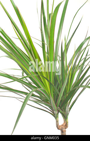 Dracena marginata impianto su bianco Foto Stock