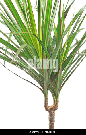 Dracena marginata impianto su bianco Foto Stock