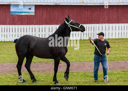 Prince Edward Island, Canada, 27,2016 Aug. I concorrenti mostrano cavalli al Prince Edward Island Match di aratura & Fiera Agricola Foto Stock