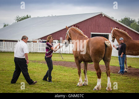 Prince Edward Island, Canada, 27,2016 Aug. I concorrenti mostrano cavalli al Prince Edward Island Match di aratura & Fiera Agricola Foto Stock