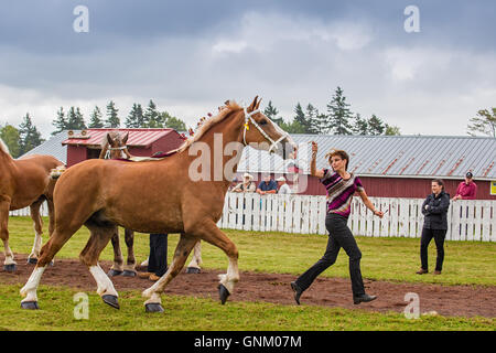 Prince Edward Island, Canada, 27,2016 Aug. I concorrenti mostrano cavalli al Prince Edward Island Match di aratura & Fiera Agricola Foto Stock