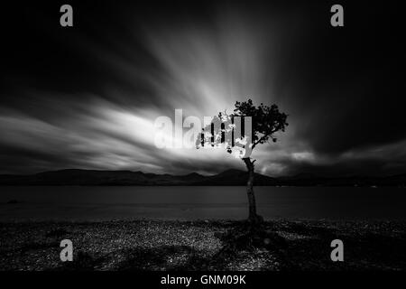 Lone Tree sulle rive di Loch Lomond presso Milarrochy Bay. Foto Stock