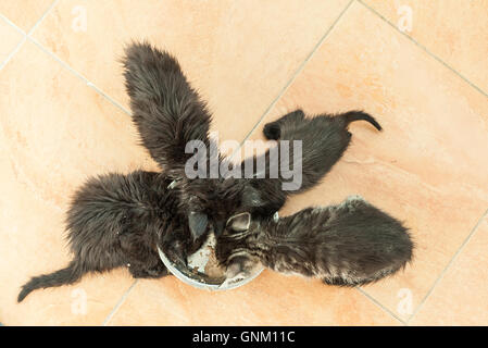 Quattro piccoli gattini nero mangiare cibo secco Foto Stock