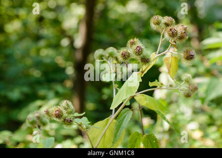 Arctium lappa, comunemente chiamato maggiore bardana, gobo, commestibili, bardana lappa, Beggar's pulsanti, spinoso, bave o felice principali Foto Stock