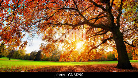 Splendido Oak tree su un prato con l'impostazione autunno del sole che splende caldamente attraverso le sue foglie Foto Stock