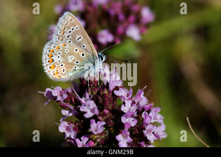 Un blue butterfly sull'isola di Portland nel Dorset in appoggio su di un fiore di colore viola Foto Stock