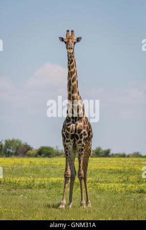 Ritratto di giraffe, il Parco Nazionale di Etosha, Namibia, Africa Foto Stock