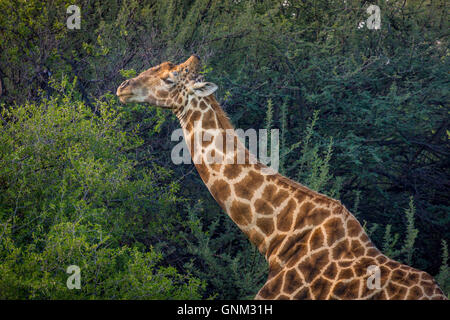 La giraffa di pascolare su gli alberi e il Parco Nazionale di Etosha, Namibia, Africa Foto Stock