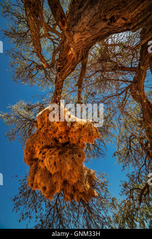 Socievole tessitore di nidi di uccelli in alberi di acacia, Namibia, Africa. Foto Stock