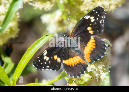 Confina Patch Chlosyne lacinia Santa Rita montagne, Arizona, Stati Uniti 28 agosto adulto Nymphalidae Nymphalinae Foto Stock