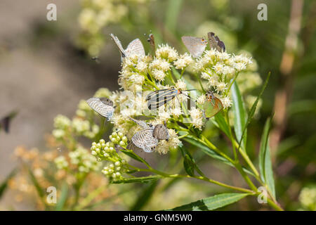 Farfalle e un giorno flying moth riuniranno a infiltrarsi Willow (Baccharis salicifolia). Blu marino (Leptotes marina), Leda Min Foto Stock