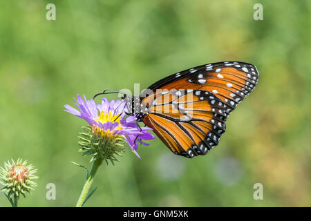 Regina Danaus gilippus strigosus Santa Rita montagne, Arizona, Stati Uniti 28 agosto adulto su aride (Tansyaster ariz arida Foto Stock