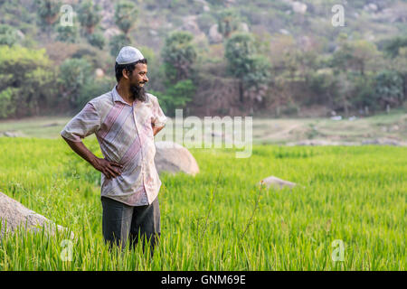 La risaia proprietario in piedi in ginocchio tall ecologico di erba di riso a guardare oltre i campi al tramonto in Hampi, India Foto Stock