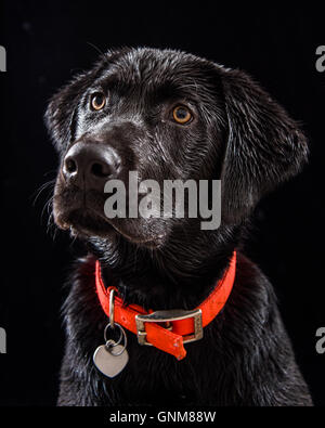 Studio shot su sfondo nero di un labrador nero con collare arancione Foto Stock