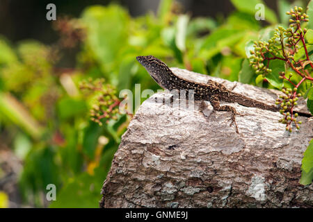 Anole marrone - Stato di Betulla Park - Fort Lauderdale, Florida USA Foto Stock