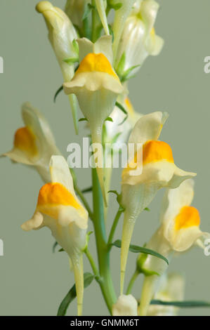 Toadflax fiori su sfondo verde, primo piano Foto Stock