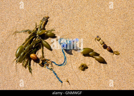 Deadly bottiglia blu Medusa lavato fino sulla spiaggia australiana Foto Stock