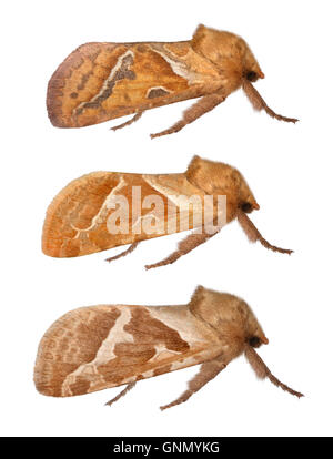 Orange Swift - Triodia sylvina 3,001 (15) Foto Stock