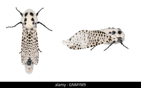 Leopard Moth - Zeuzera pyrina 50.002 BF161 Foto Stock